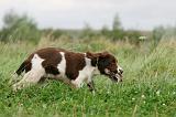 SPRINGER SPANIEL 056